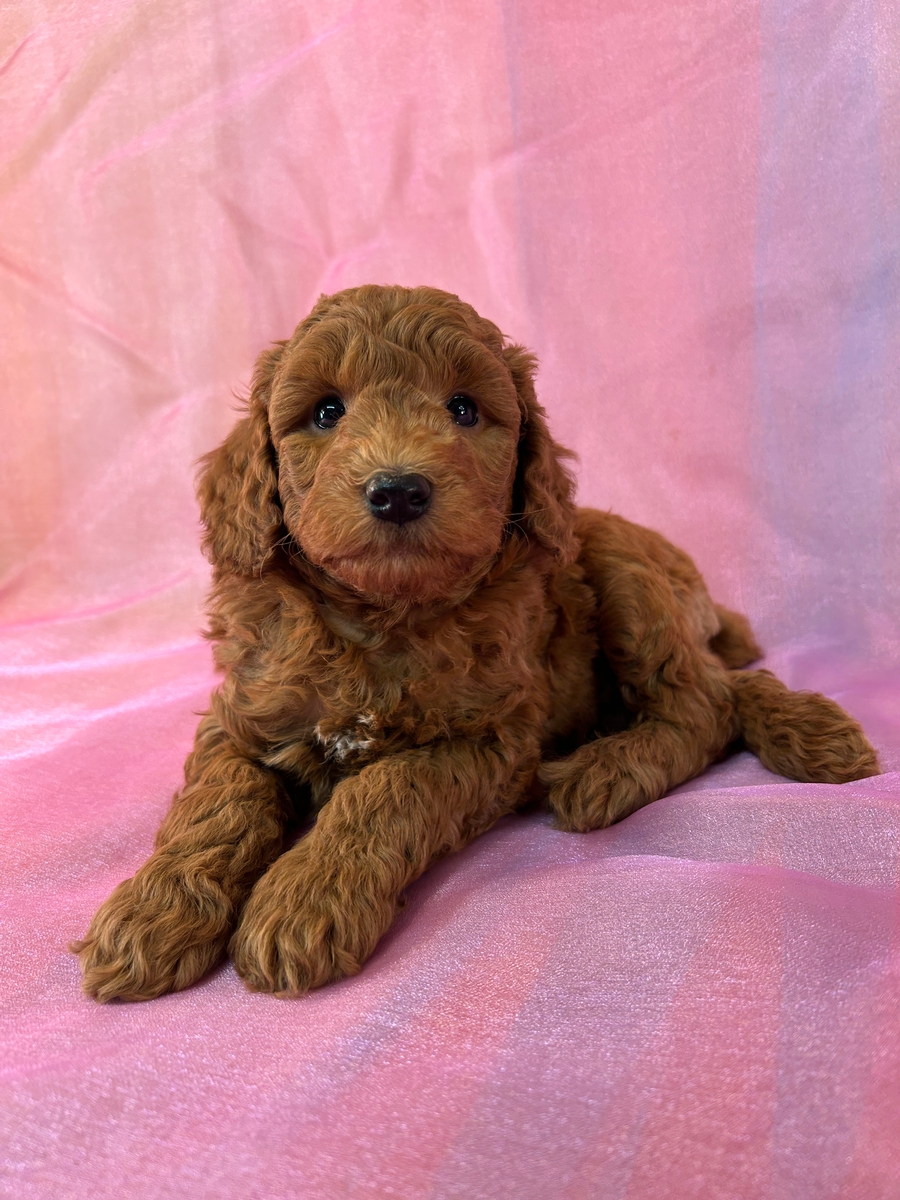 Male Schnoodle Puppy for Sale DOB 8-30-2025 $950